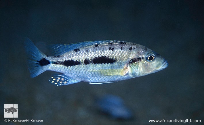 'Hemitaeniochromis' sp. 'urotaenia mandalawi' Rhoades Bank